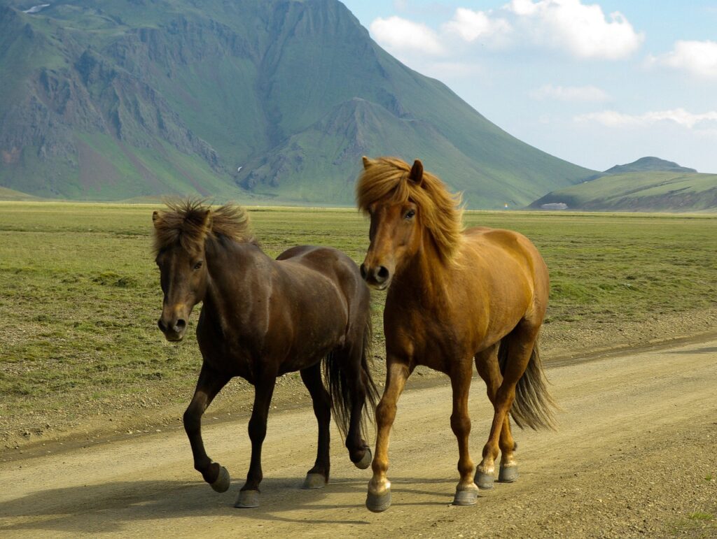 What is Iceland known for | Icelandic Horses