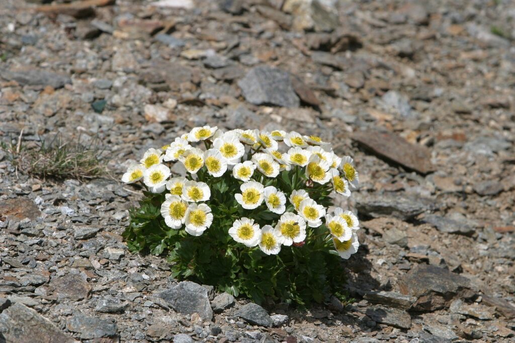 Iceland's national flower