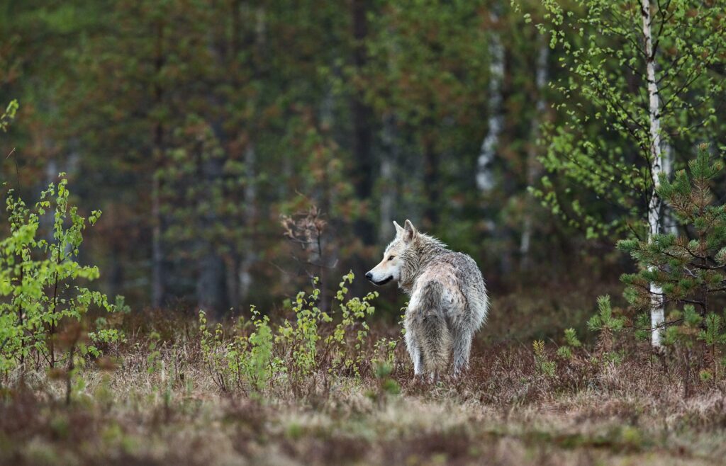 Scandinavian wolf