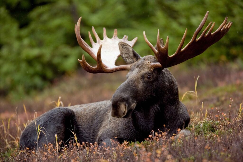 Moose in scandinavia