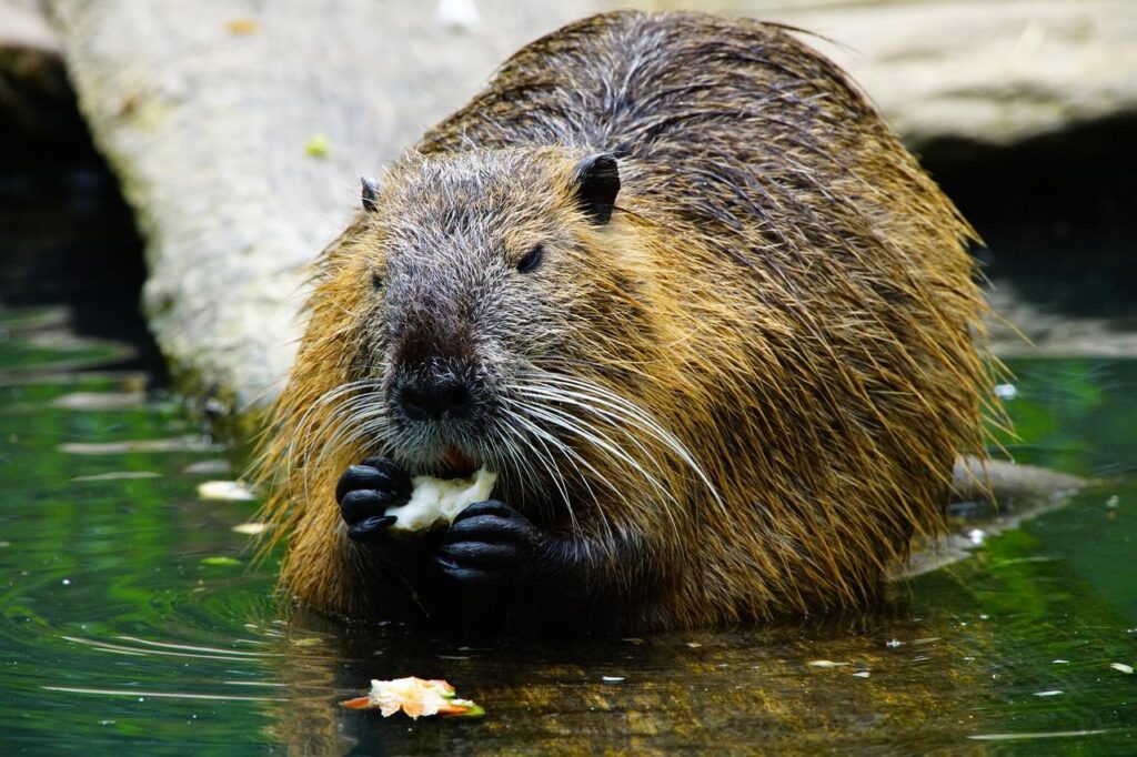 Beavers in Scandinavia