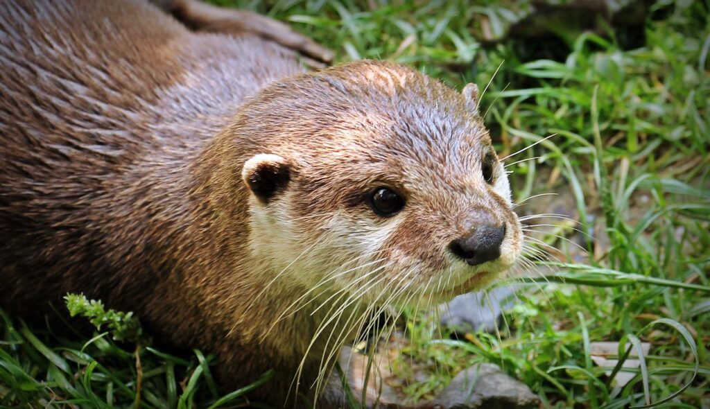 Otters in Scandinavia