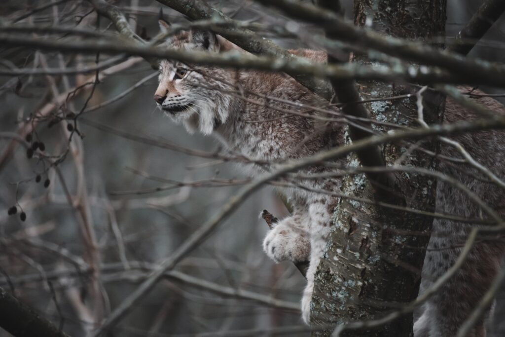 Scandinavian lynx