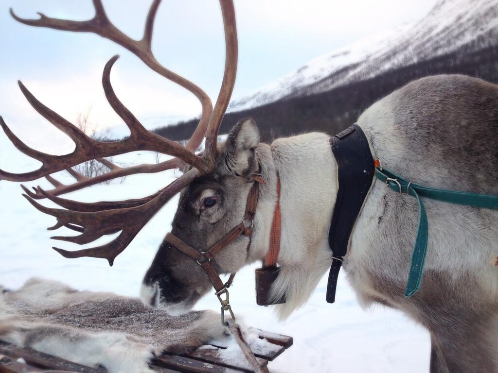 Reindeer in Scandinavia