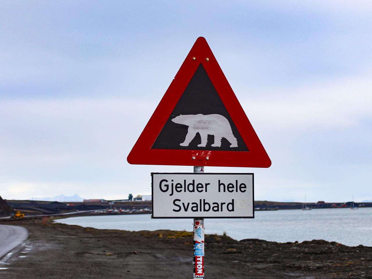 Wildlife in Scandinavia – The Strangest Wild Animals that You Can Spot