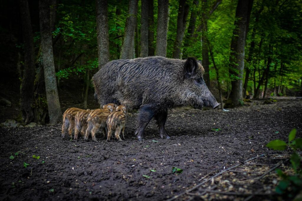 wild boars in scandinavia
