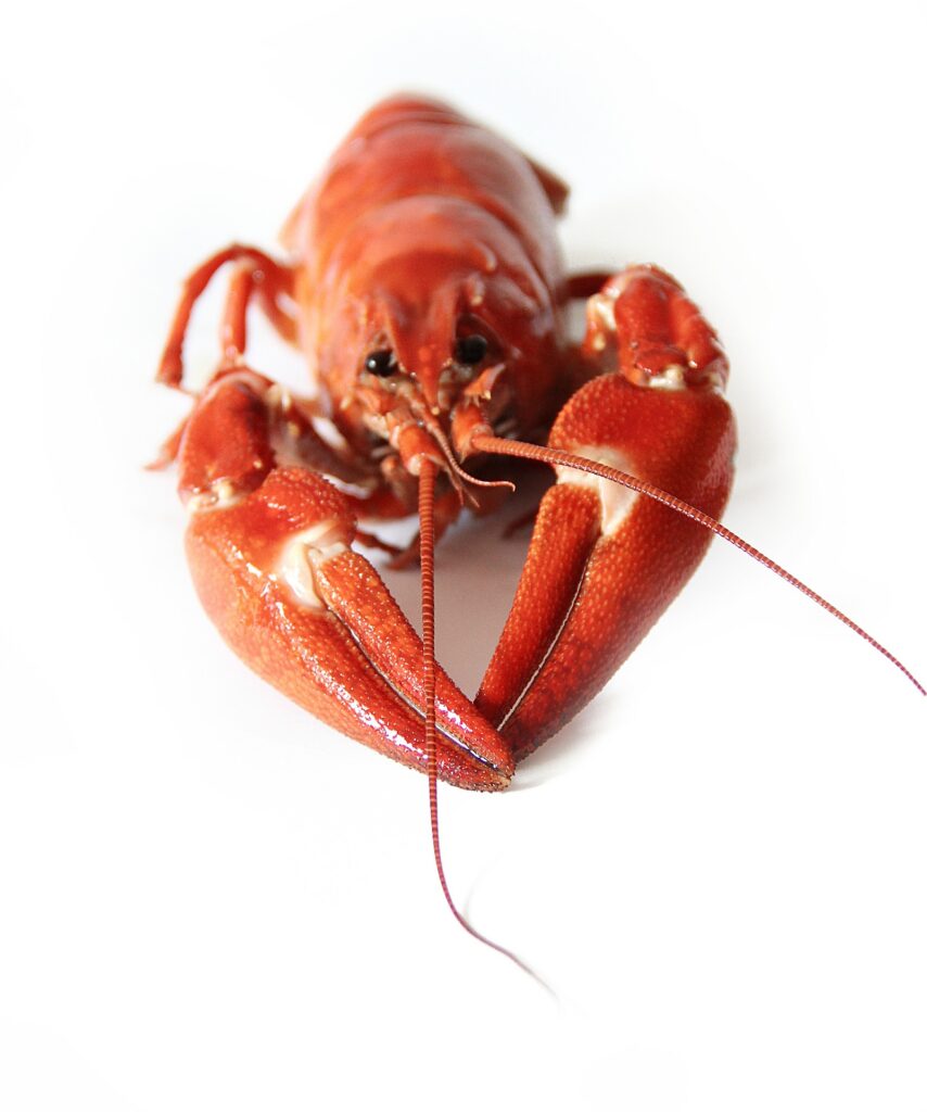 Crayfish are a popular food in Scandinavia