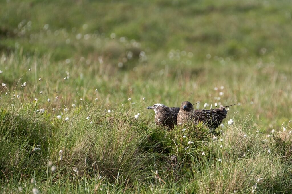 Great skuas in Scandinavia