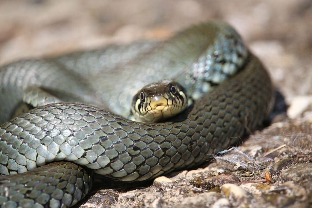 Danish grass snake