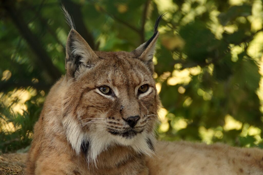 lynx is the most dangerous animal in Sweden