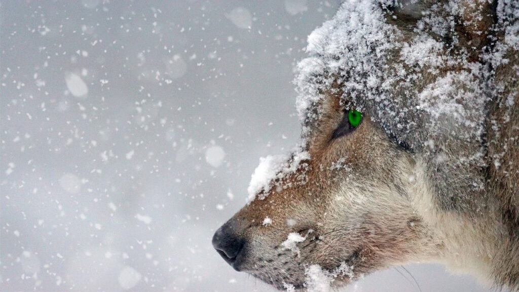 wolf in Norway