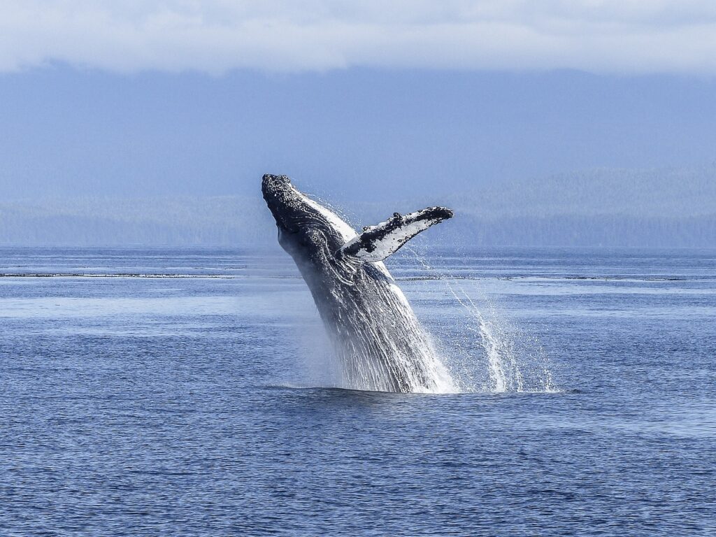 Humpback whales in Norway