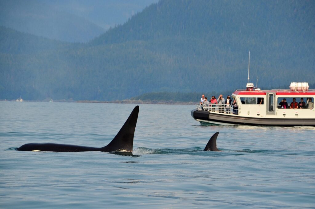 Killer whale in Norway