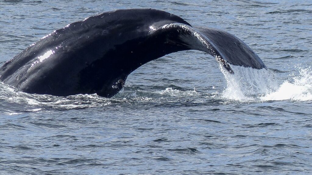 Are Whale Watching Tours in Tromsø Worth it? - True Scandinavia