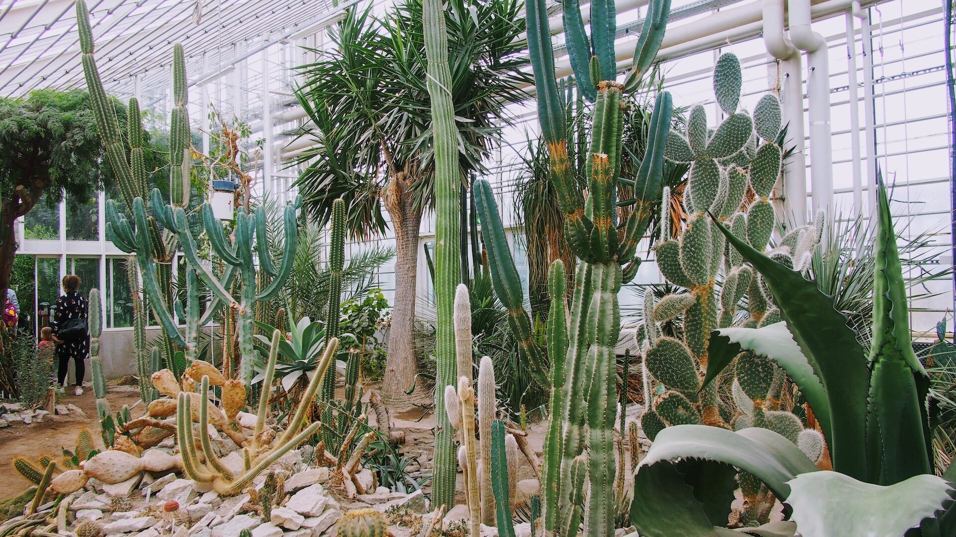 Seeing the Botanical Garden is one of the most epic things to do in Aarhus.